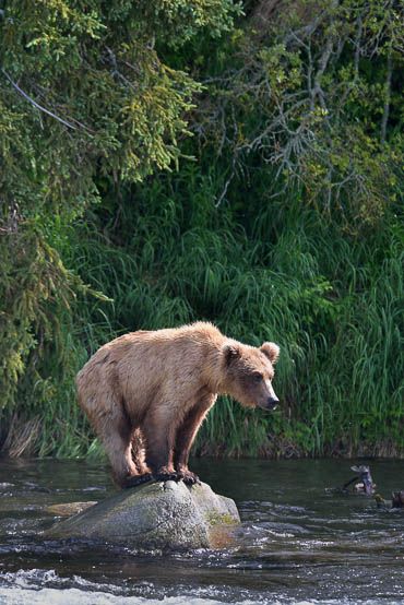 Grizzly bear at the river.