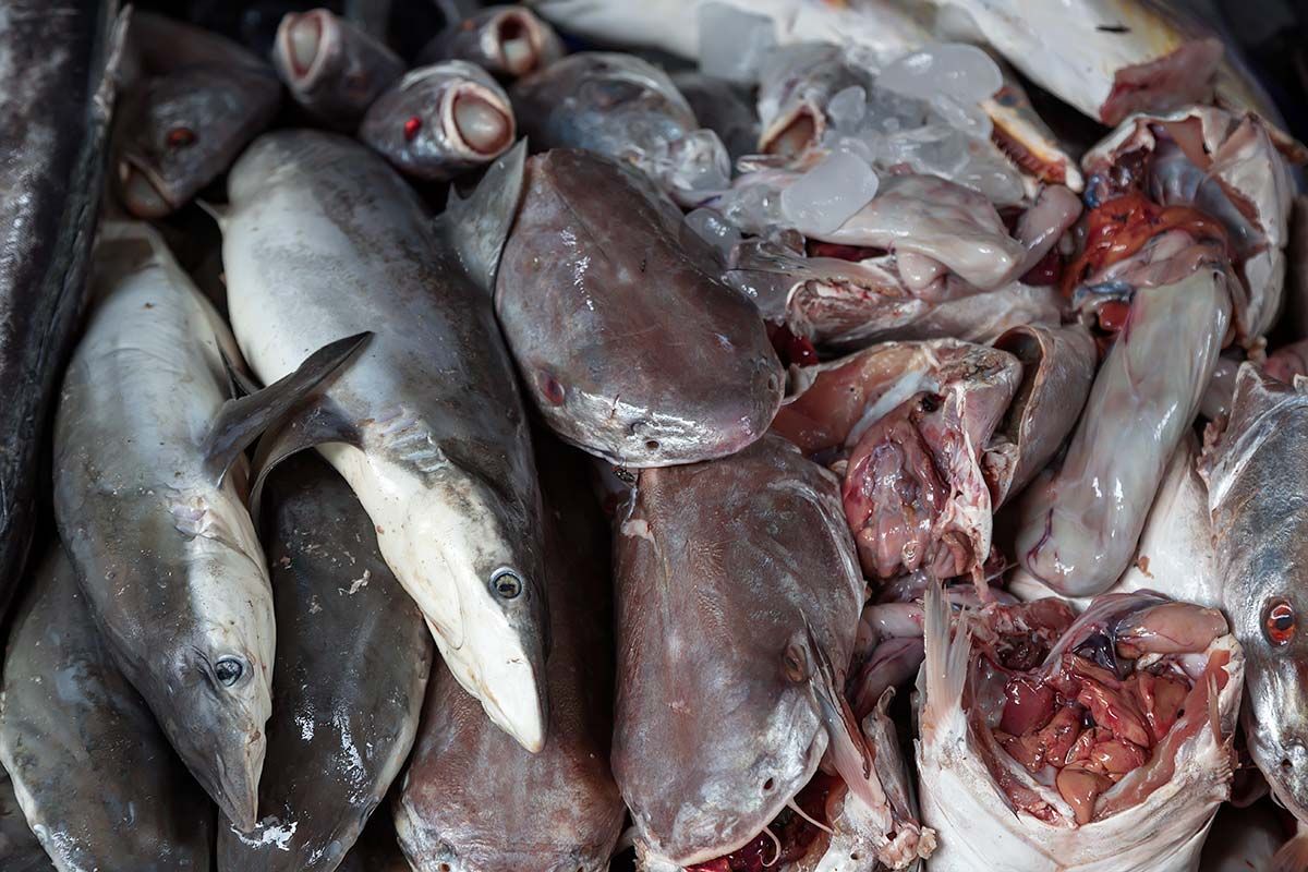 Dead sharks on on the daily menu at Mahachai market in Bangkok, Thailand.