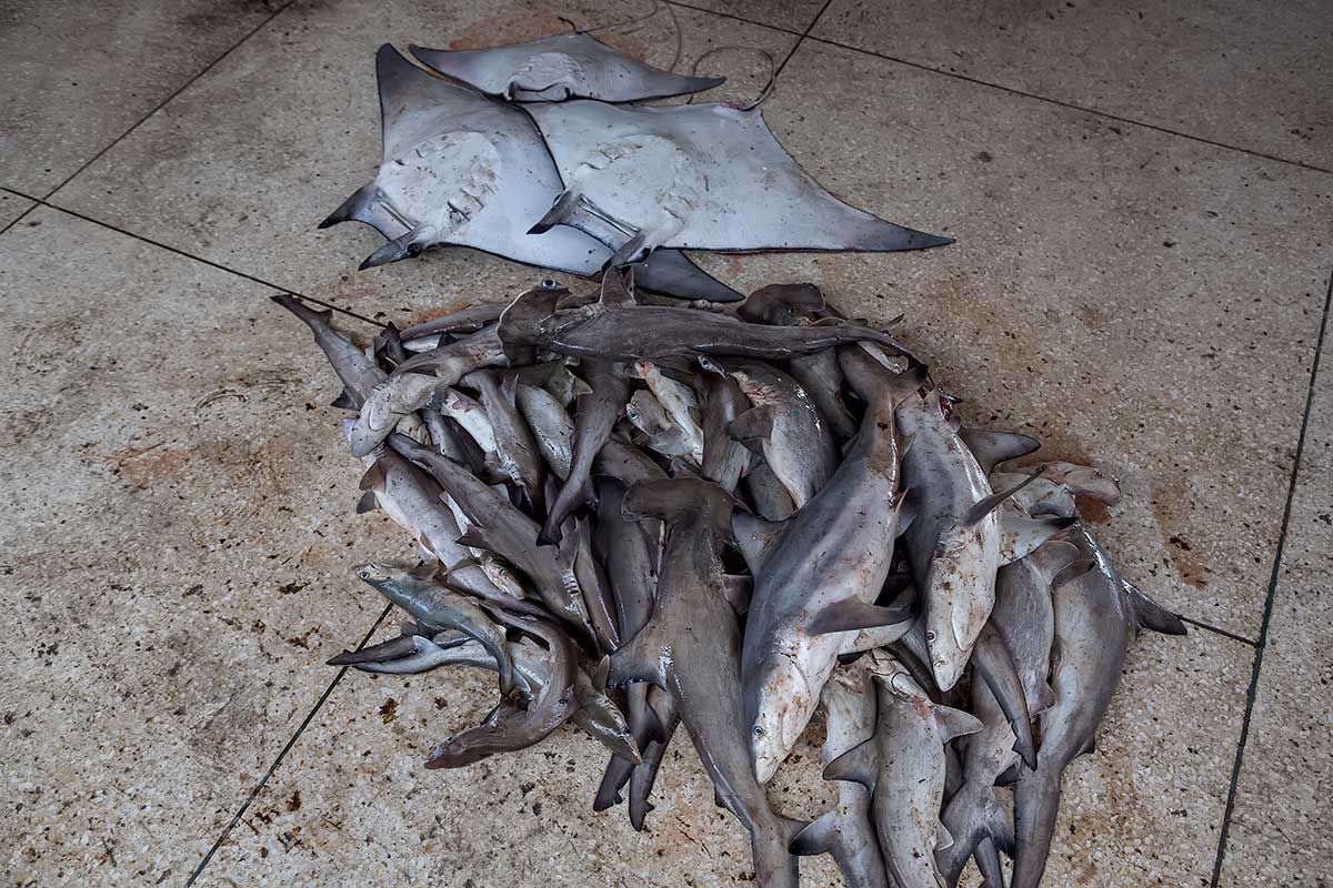 Dead sharks at a local market in Cox