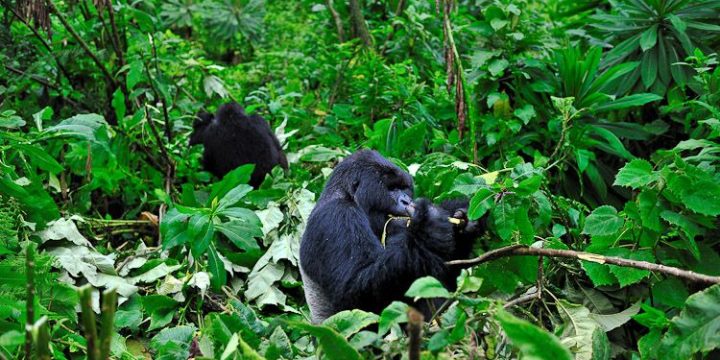Gorilla trekking inside Volcanoes National Recreation area Rwanda – Africa, Rwanda