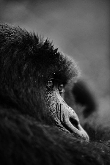 Volcanoes National Park Rwanda, Mountain Gorilla