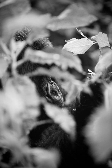 Volcanoes National Park Rwanda, Mountain Gorilla