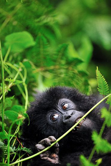 Volcanoes National Park Rwanda, Mountain Gorilla