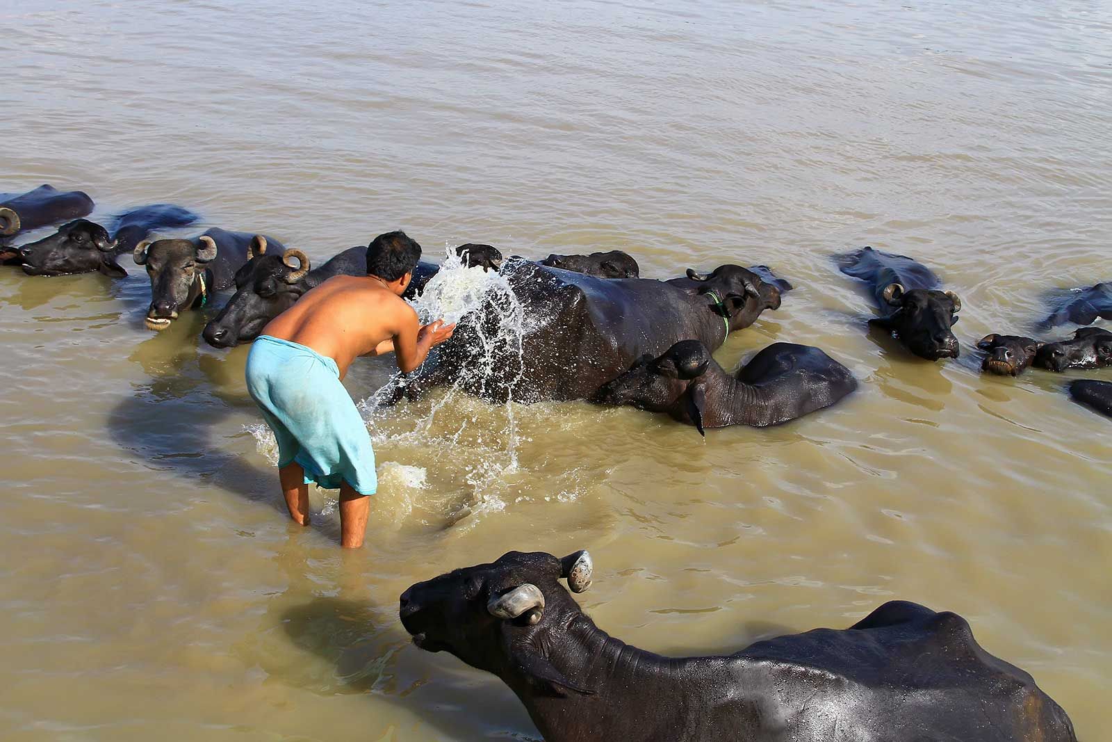 A man washing his buffaloes in the Ganges in Varanasi, India.