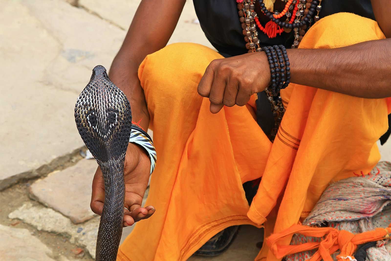 A snake charmer playing with an Indian Cobra in Varanasi. Snake charming is the practice of pretending to hypnotise a snake by playing an instrument called "pungi". Although snakes are able to sense sound, they lack the outer ear that would enable them to hear the music. They follow the pungi that the snake charmer holds with their heads. The snake considers the person and pungi a threat and responds to it as if it were a predator.
