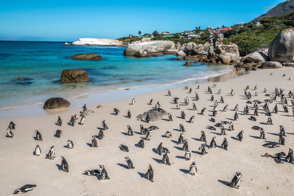 Penguin Beach Boulders