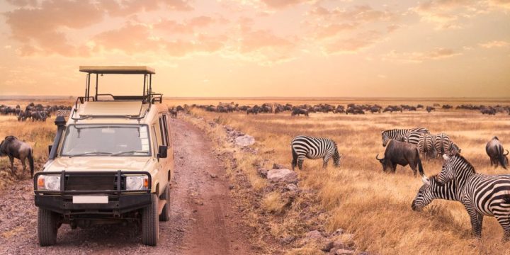 For the New Year in Tanzania, tours to Tanzania for the New Year