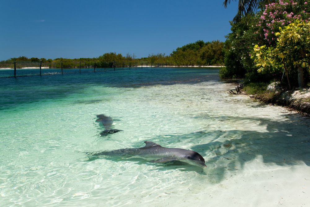 Varadero Dolphinarium